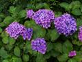 Hydrangea Macrophylla